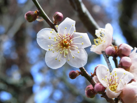 画像：可憐に咲いた梅の花1