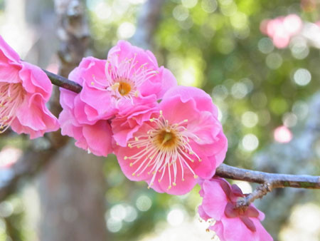 可憐に咲いた梅の花2